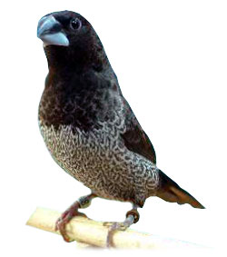 Imagen:Manom.jpg