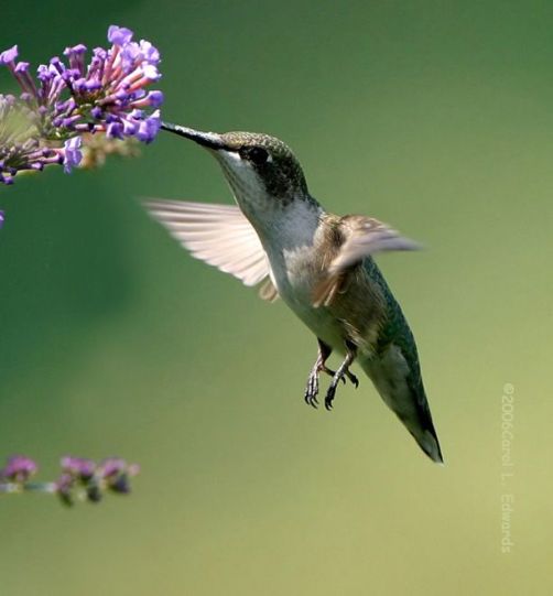 Imagen:Colibri.jpg