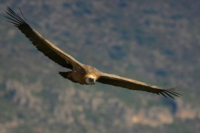 Imagen:buitre.jpg