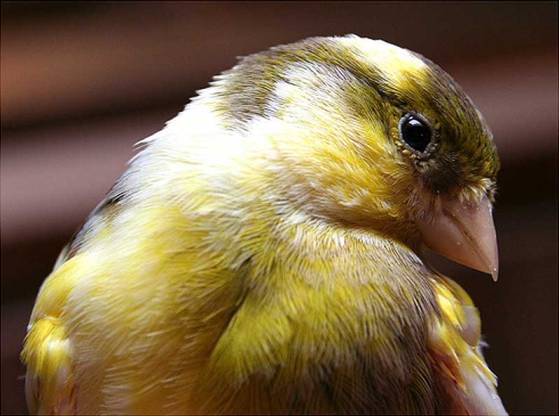 Imagen:Canario.jpg