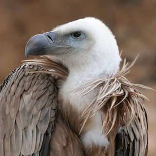 Imagen:buitre2.jpg