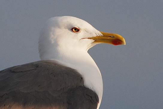Imagen:Gaviota.jpg