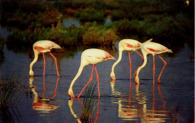 Imagen:flamencos.jpg