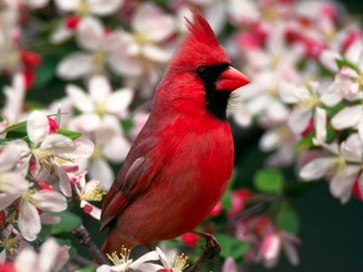 Imagen:cardenal.jpg