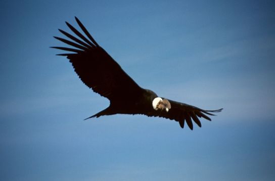 Imagen:condor.jpg
