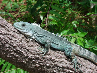 http://www.utila-iguana.de/visitors/Photos/Iguana-Swamper-Male.jpg