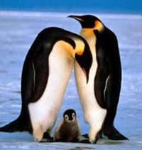 pinguino emperador