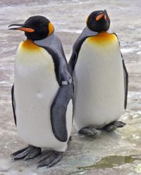 pingüino rey 